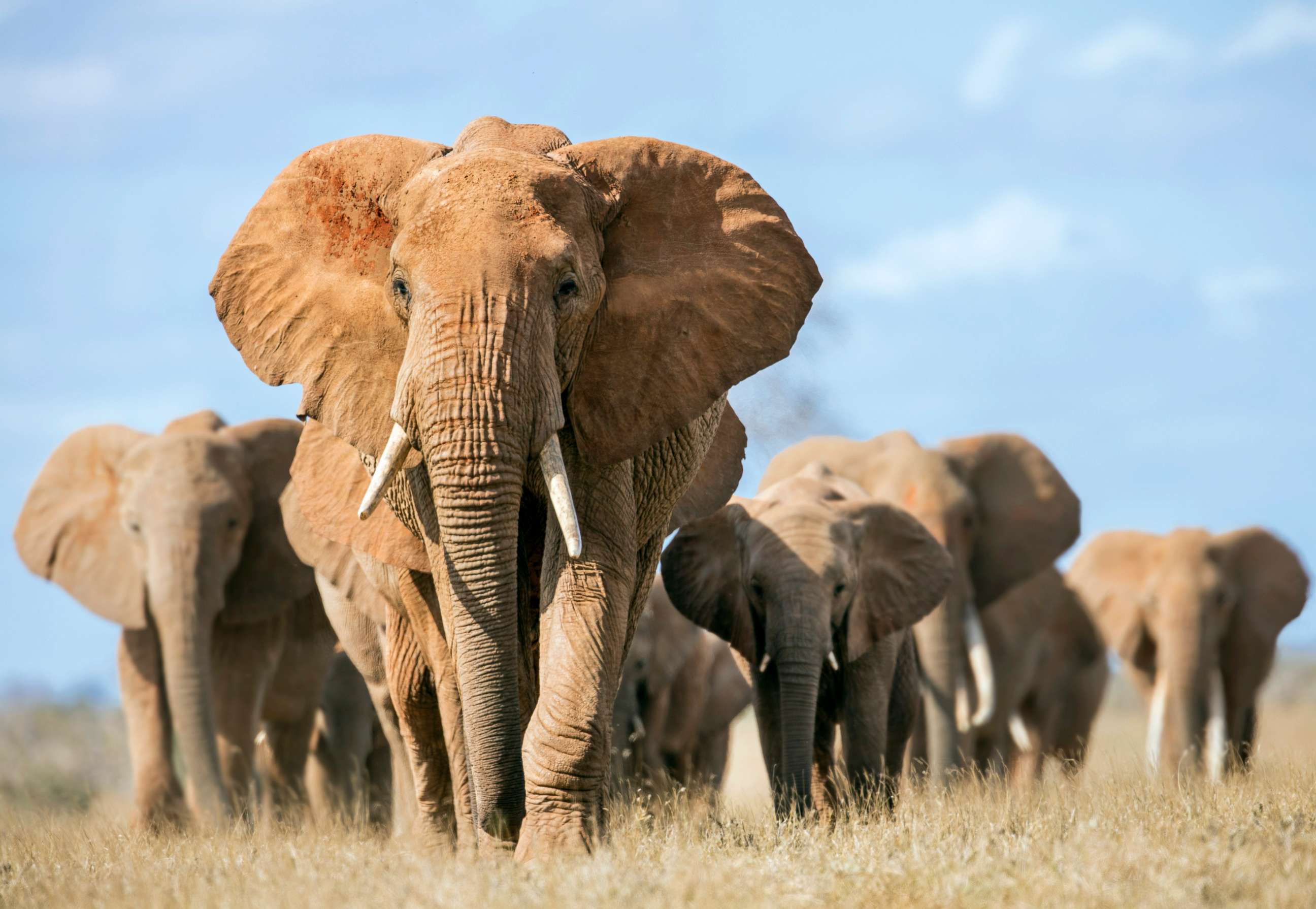 PHOTO: A herd of elephants.