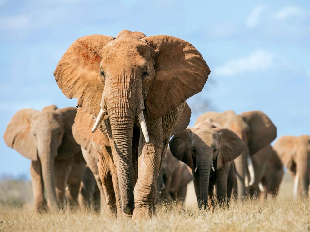 Undocumented Elephant Ivory Trade 'thriving' In Massachusetts: Humane ...