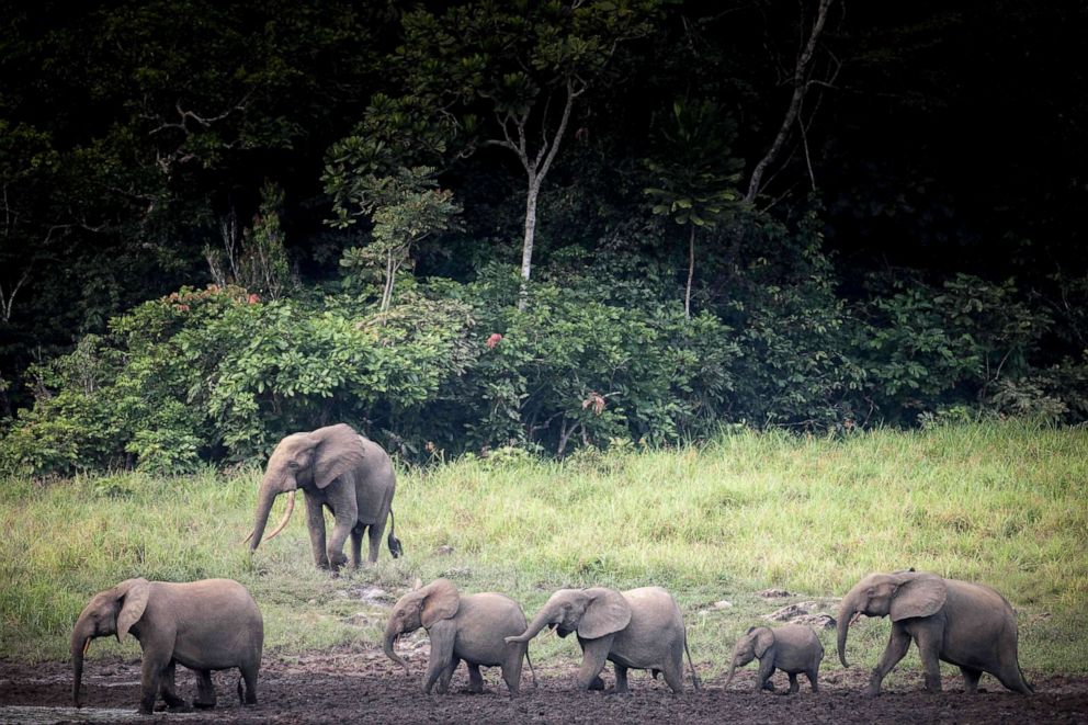 PHOTO: Forest elephants at Langoue Bai in the Ivindo national park, near Makokou, Gabon, April 26, 2019.