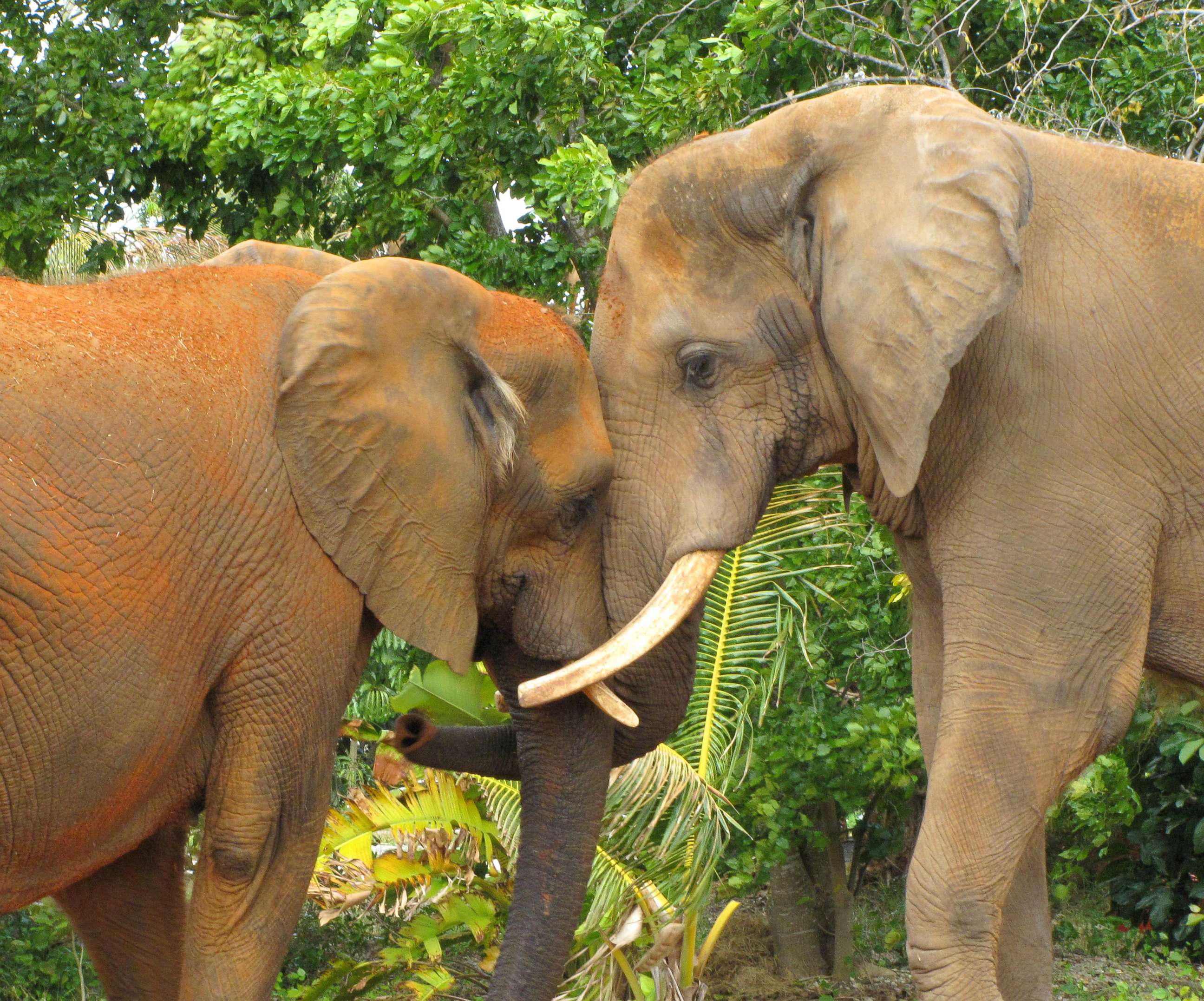 PHOTO: Two elephants show tender affection at the Miami Metro Zoo in Florida in this undated stock photo.