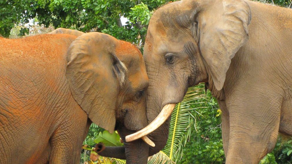 PHOTO: Two elephants show tender affection at the Miami Metro Zoo in Florida in this undated stock photo.