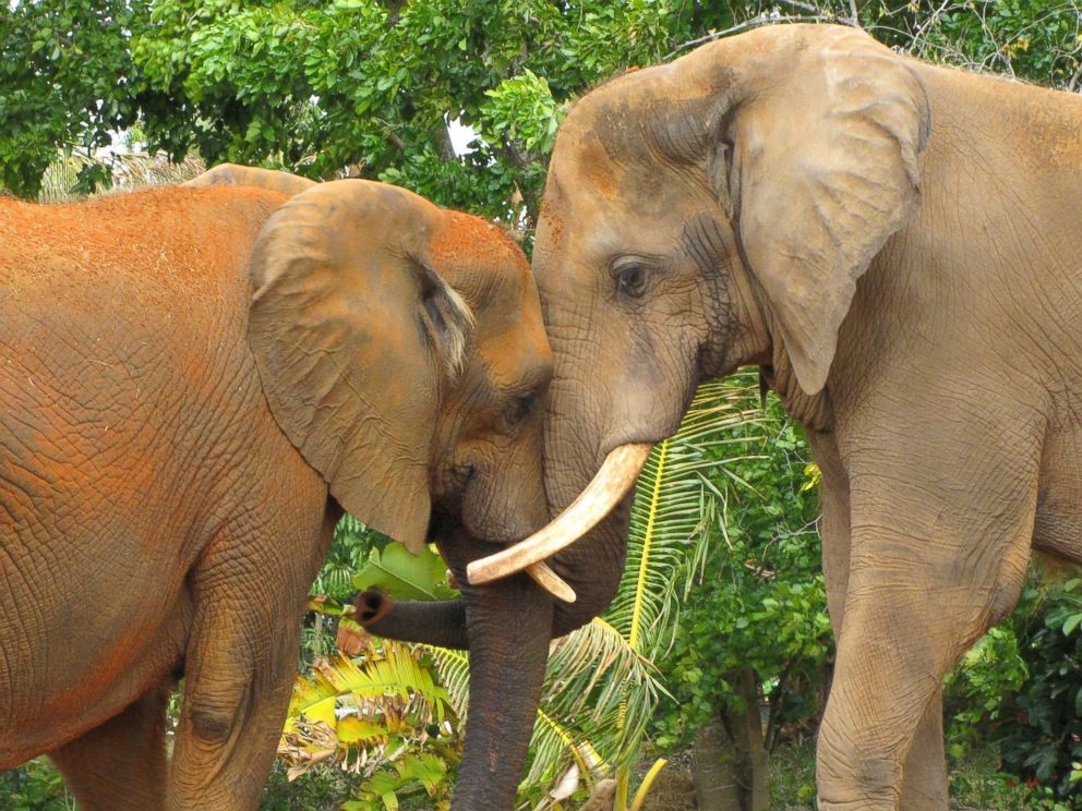 PHOTO: Two elephants show tender affection at the Miami Metro Zoo in Florida in this undated stock photo.