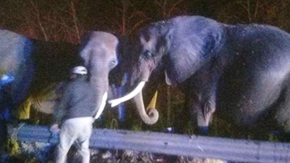Three African elephants were found at the scene of the fire on Interstate 24 in Chattanooga, Tennessee, Nov. 19, 2017.