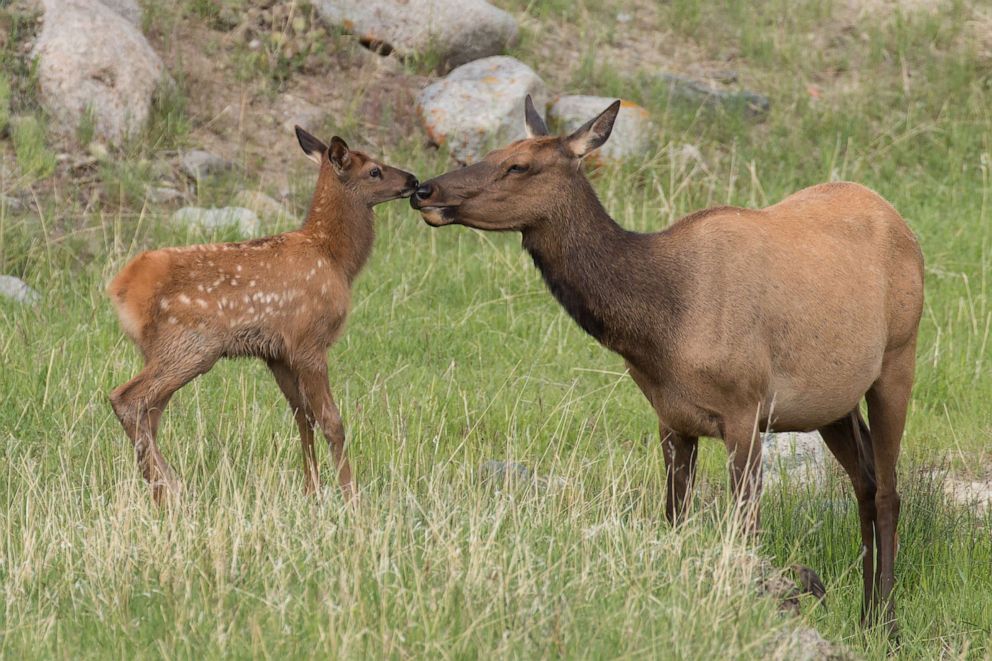 PHOTO: Elk calf and mother nuzzle in Yellowstone National Park in this undated stock photo.