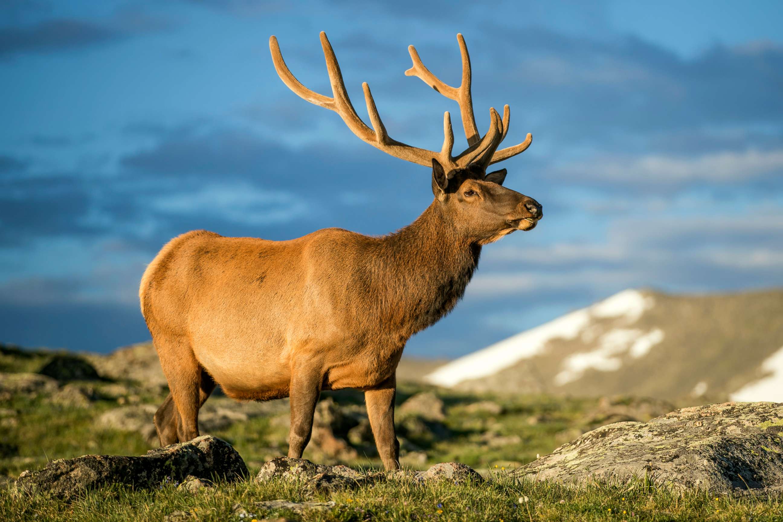 PHOTO: Elk at sunrise in Rocky Mountain National Park, Colorado.