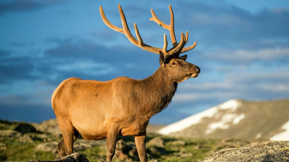 officials-warn-residents-to-stay-away-from-elk-after-animal-seen