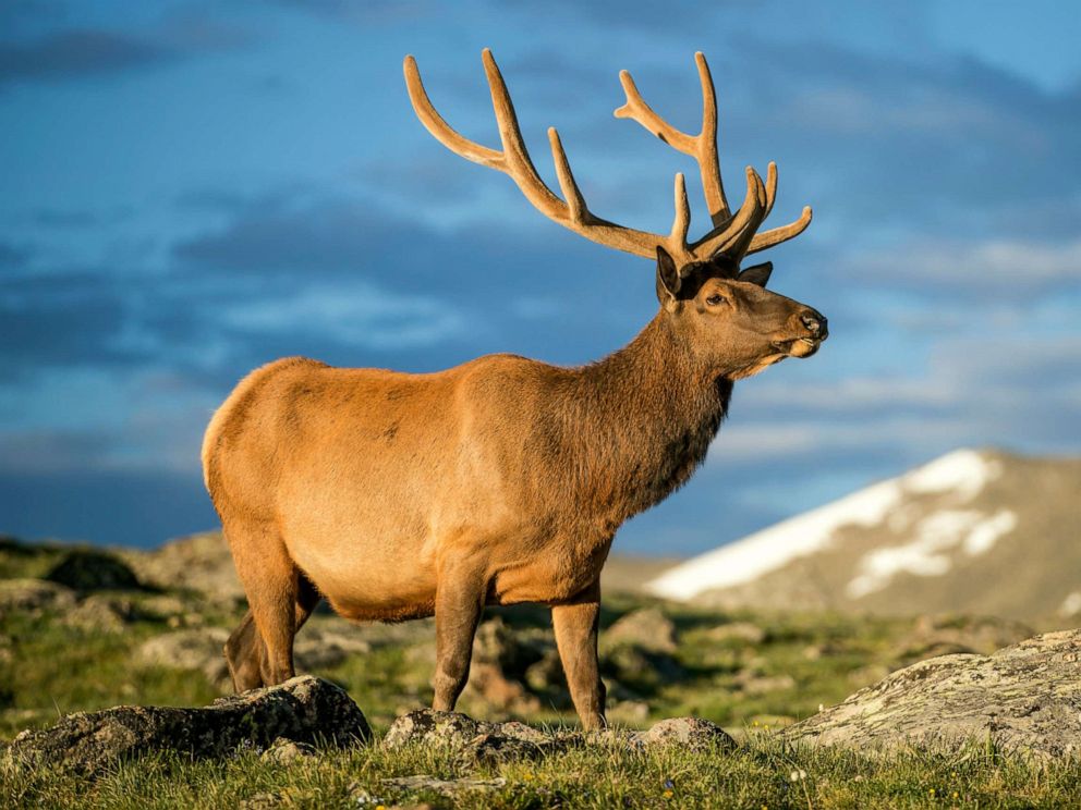 elk animal weaknesses