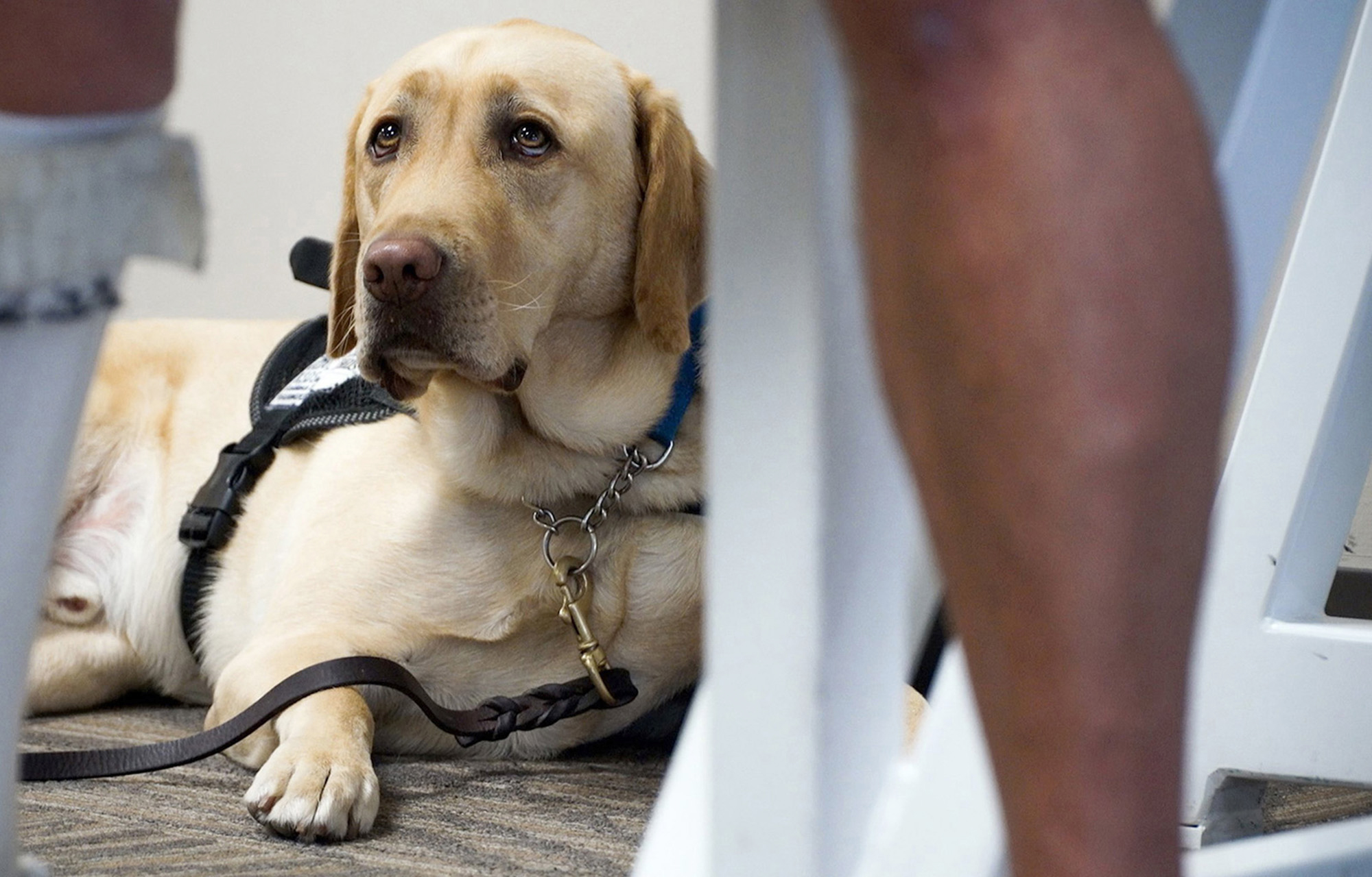 PHOTO: An emotional support animal waits with their owner.