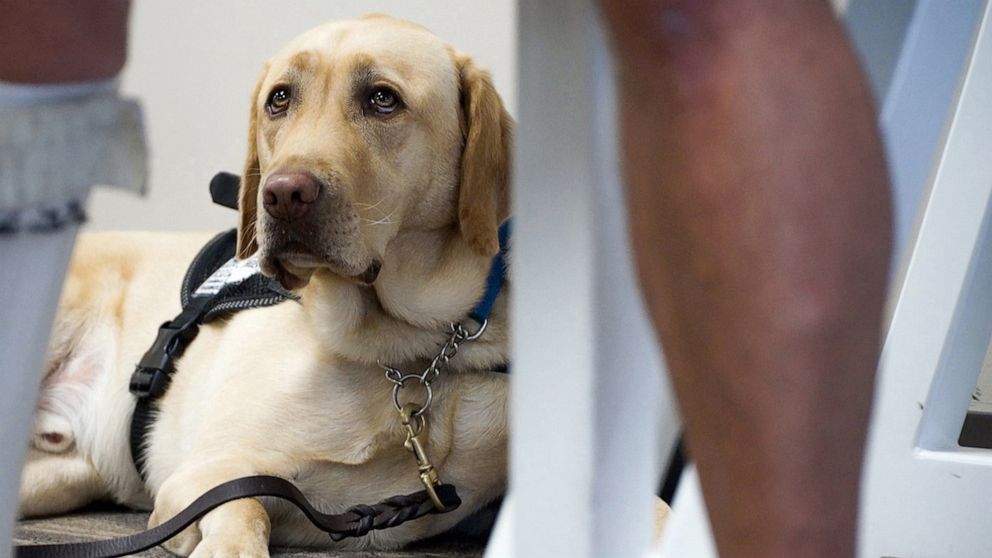 PHOTO: An emotional support animal waits with their owner.