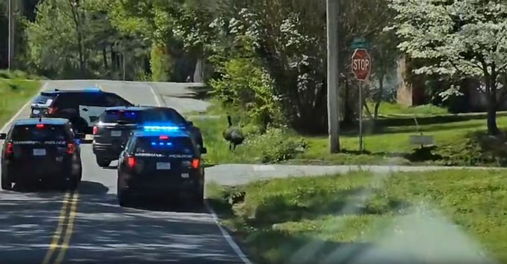 PHOTO: In this screen grab from a video, an emu leads police on a slow-speed chase in Harriman, Tenn., on April 12, 2023.