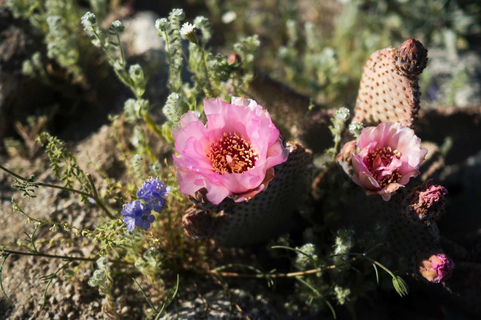 Superbloom of desert wildflowers gives landscape a blast of color