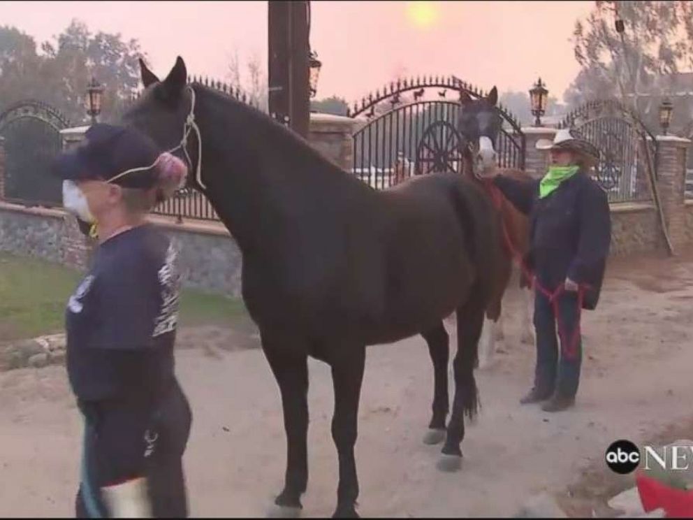 PHOTO: Horses are evacuated from a ranch in Shadow Hills, Calif. as the Creek Fire intensifies on Dec. 5, 2017.