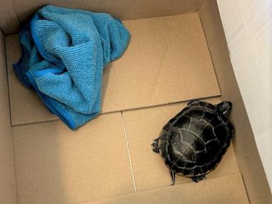 Man caught trying to smuggle living turtle through airport security down his pants