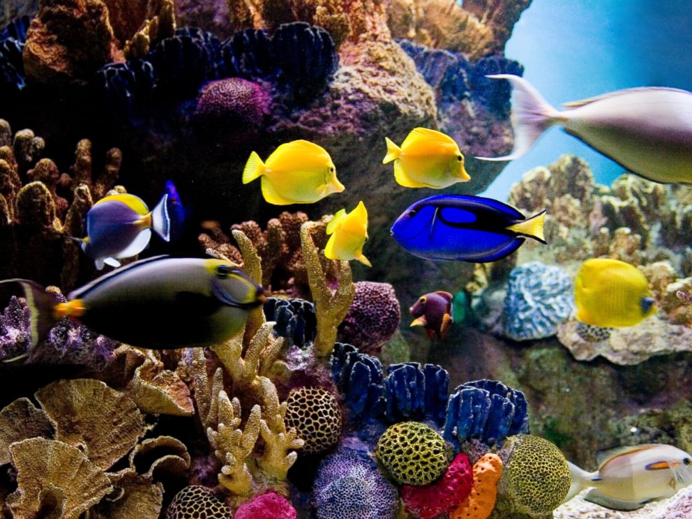 PHOTO: A school of tropical fish in a tank is seen in this stock image.