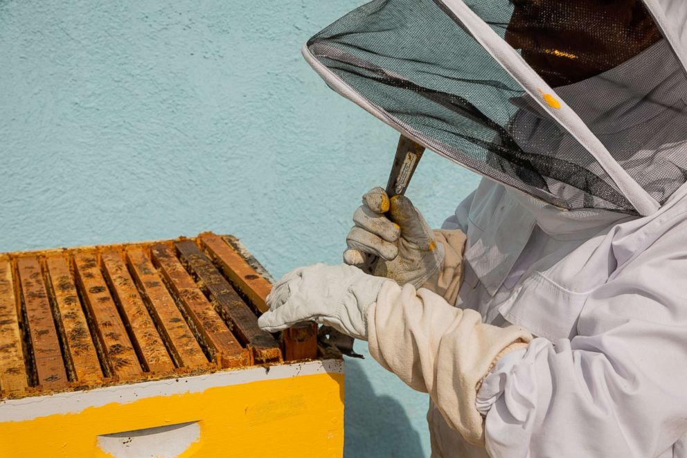 PHOTO: The Fairmont in Washington, D.C., was the first hotel in the city to install honeybee hives on site.