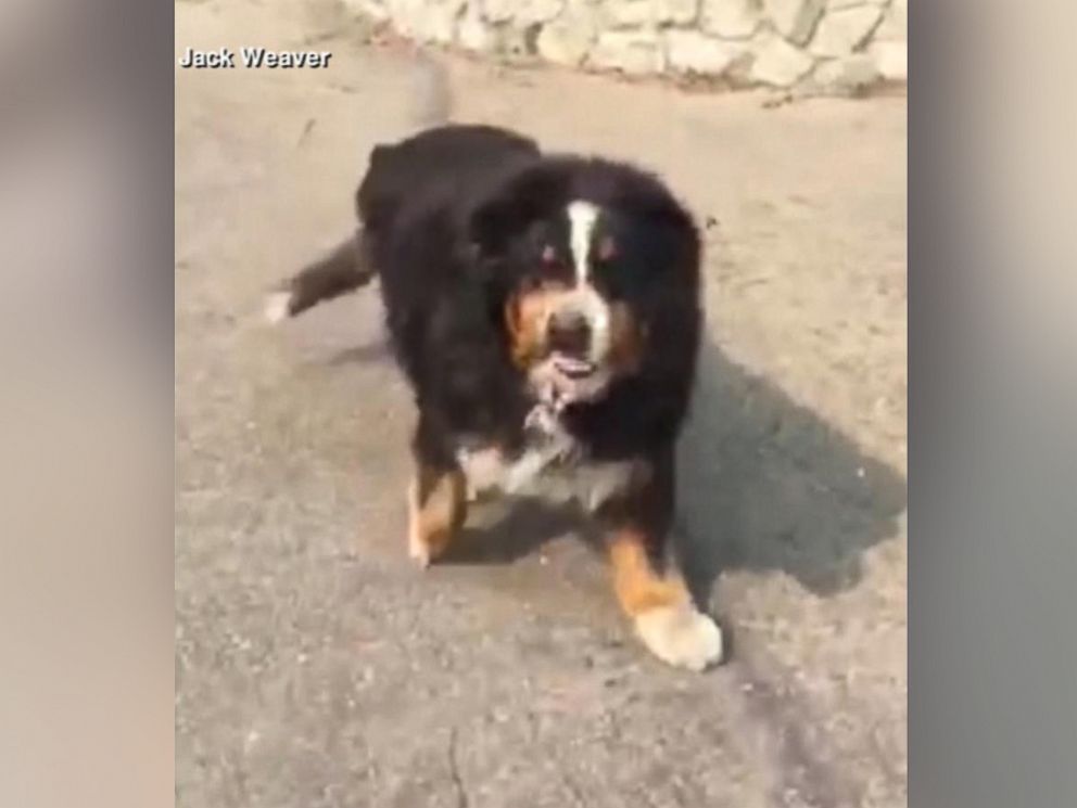 PHOTO: Izzy, a 9-year-old Bernese Mountain Dog emerges alive and cheerful from a wildfire. 