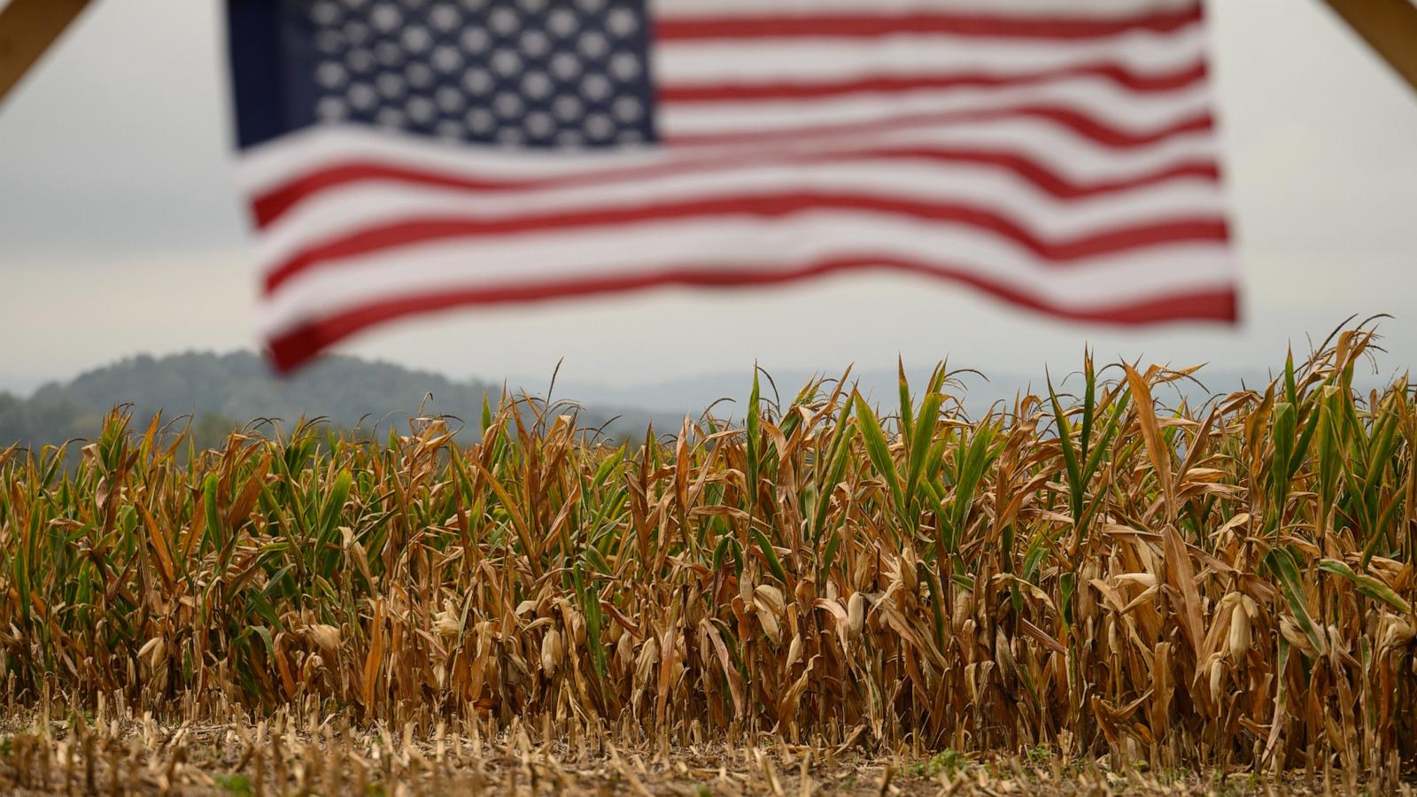 How widespread drought can affect fall harvests - Good Morning America