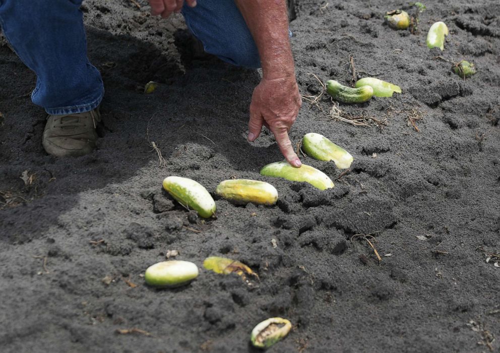 PHOTO: Hank Scott of Long & Scott Farms stands in a field of rotting cucumbers that he was unable to harvest due to lack of demand on April 30, 2020, in Mount Dora, Fla.