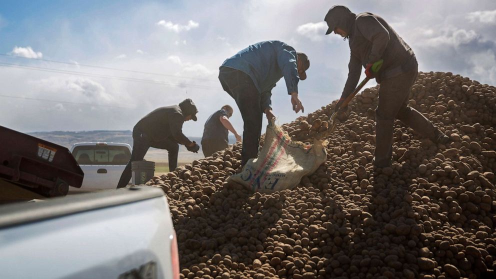 PHOTO: People collect buckets and truckloads of potatoes Wednesday, April 15, 2020, at Ryan Cranney's farm in Oakley, Idaho.