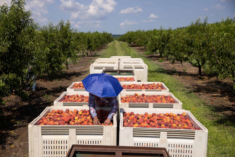 PHOTO: A worker organizes peaches under the hot sun during a harvest in Reynolds, Ga., July 8, 2022.