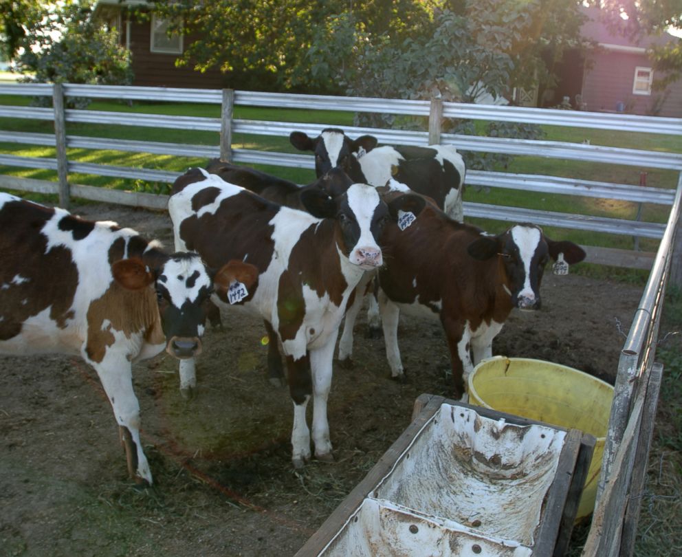 PHOTO: Dairy cows on a Iowa farm are pictured in this undated stock photo.