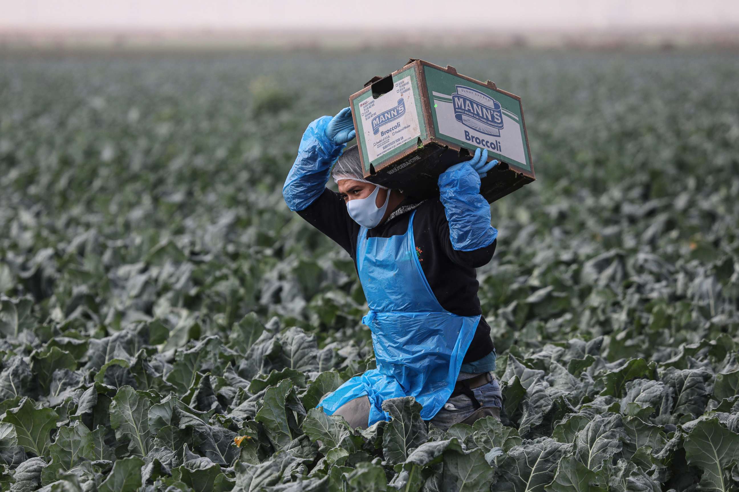 PHOTO: In this Jan. 22, 2021, file photo, a farmworker carries a box of broccoli in a field in Calexico, Calif.