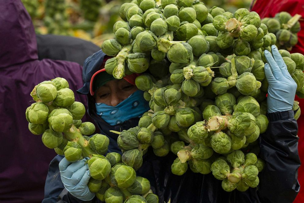PHOTO: In this Jan. 7, 2020, file photo, a worker carries Brussels sprouts during a harvest in Mount Vernon, Wash.