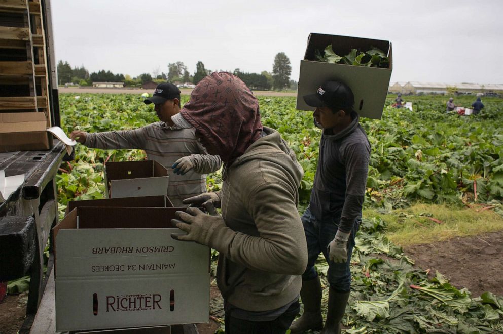 PHOTO: In this May 24, 2019, file photo, workers pack  rhubarb into boxes for shipment in Puyallup, Wash.