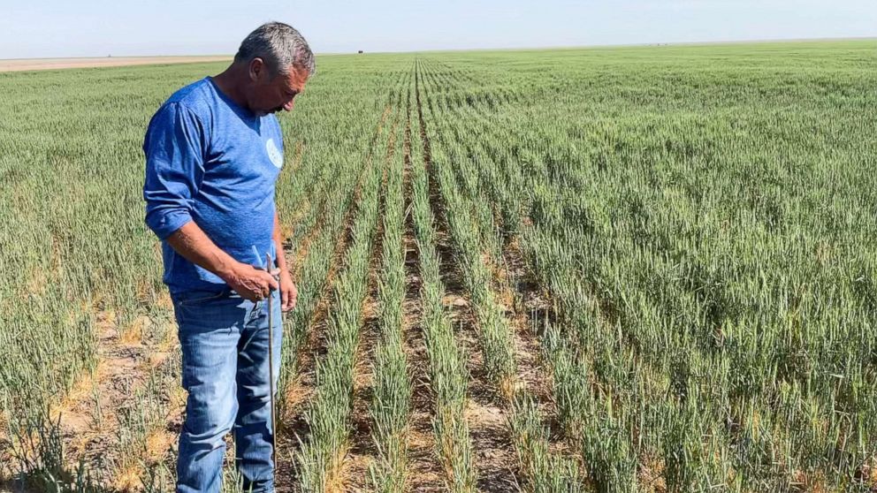 Some farmers believe no-till soil management can insulate plants against extreme weather.
