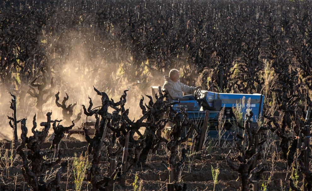 PHOTO: In this March 22, 2022, file photo, a farmer riding a tractor cleans out the weeds in an old vine zinfandel vineyard on March 22, 2022, near Healdsburg, Calif.