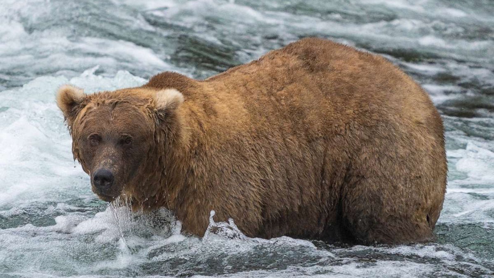 Fat Bear Week: Alaska's brown bears, in photos - The Washington Post