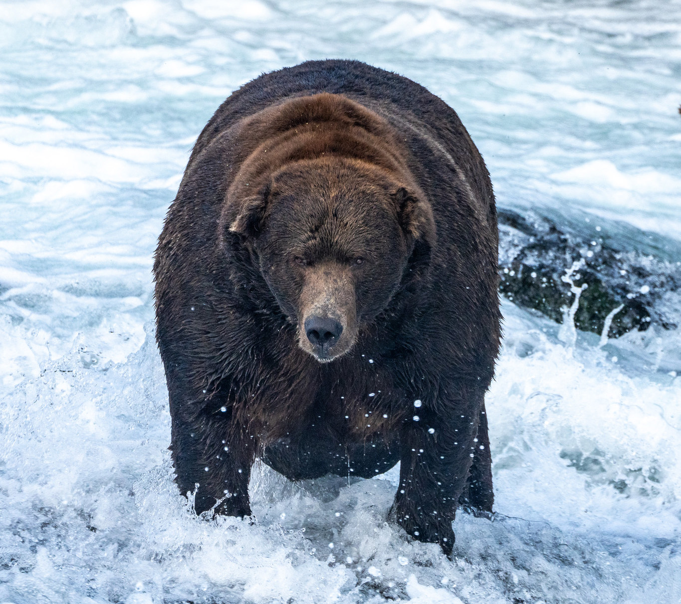 PHOTO: Bear 747, winner of Fat Bear Week 2022.