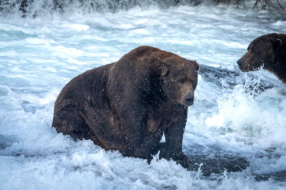 Who Won The Fat Bear Contest 2024 - Leah Nettle