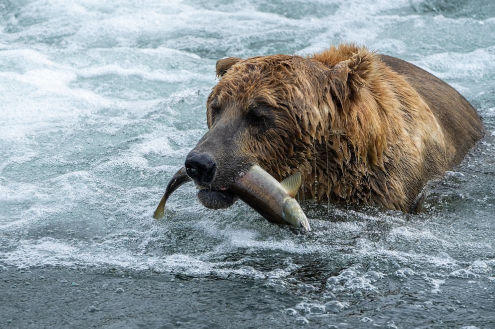 PHOTO: Fat bear 480 Otis with a fish, July 23, 2022. 