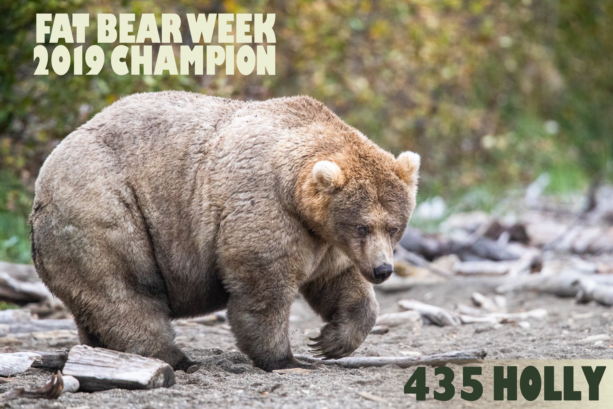 PHOTO: Holly is the 2019 Fat Bear Week Champion.