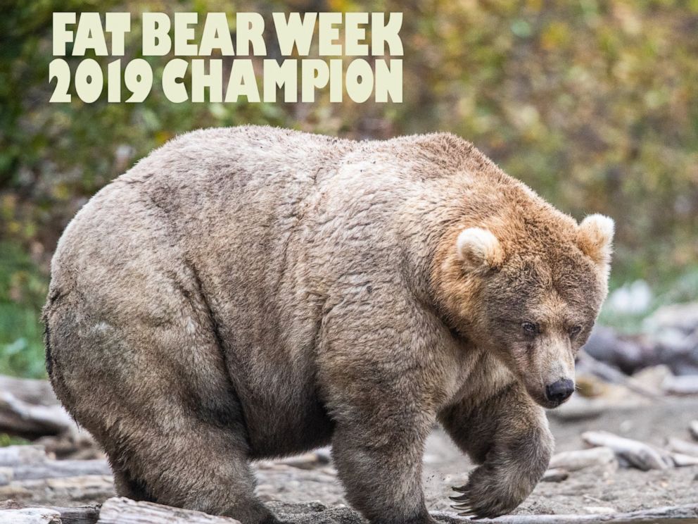 PHOTO: Holly is the 2019 Fat Bear Week Champion.