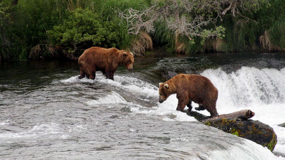 'Fat is fit' Alaska's Katmai National Park gears up for annual Fat