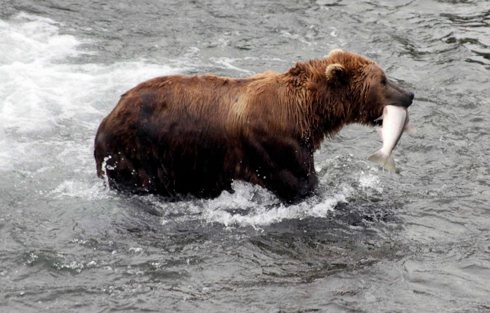 'Fat is fit': Alaska's Katmai National Park gears up for annual Fat ...