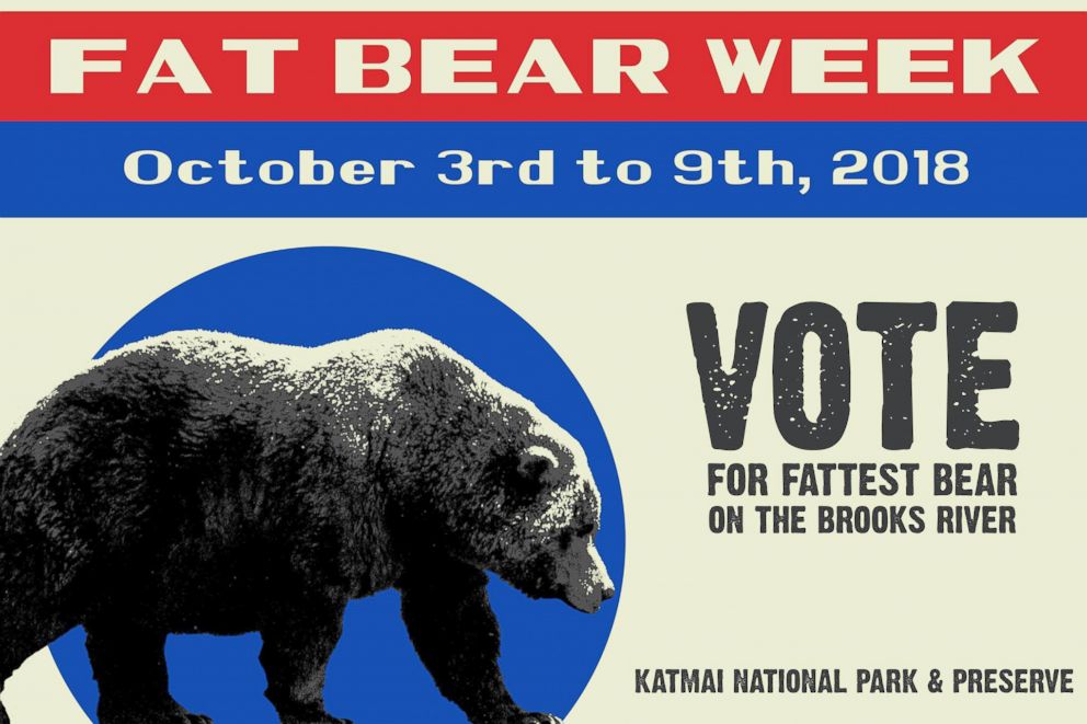 PHOTO: Fat Bear Week 