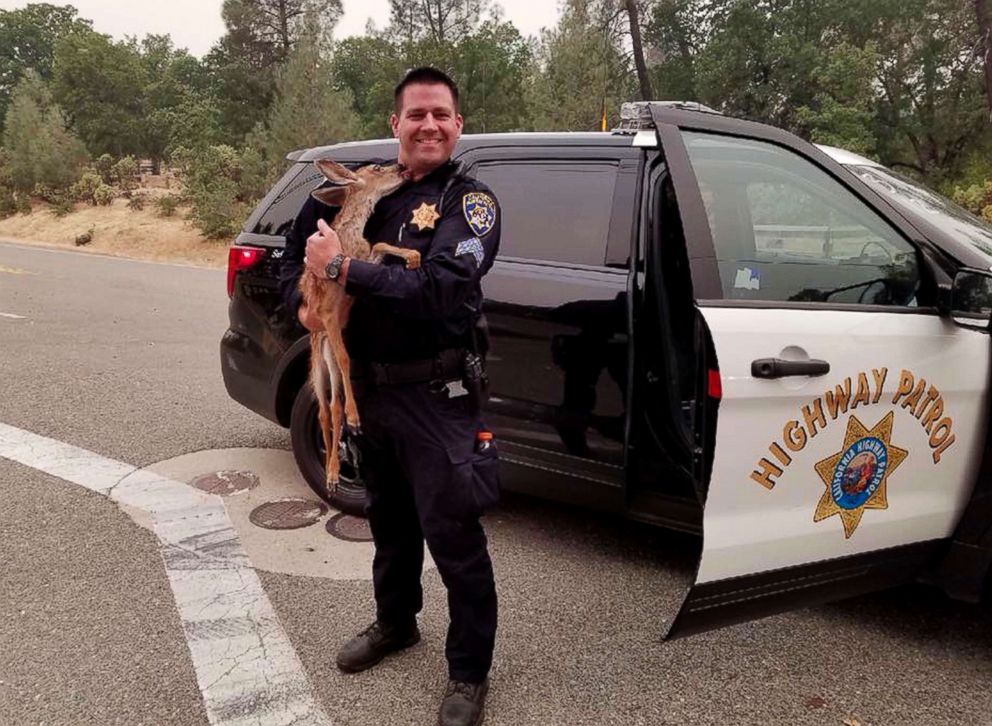 PHOTO: Sergeant David Fawson of the California Highway Patrol holds a month-old fawn that was located by Cal Fire without a mother inside the Carr Fire line near Redding, Calif. Sawson evacuated the deer to safety for care with a wildlife rescue.
