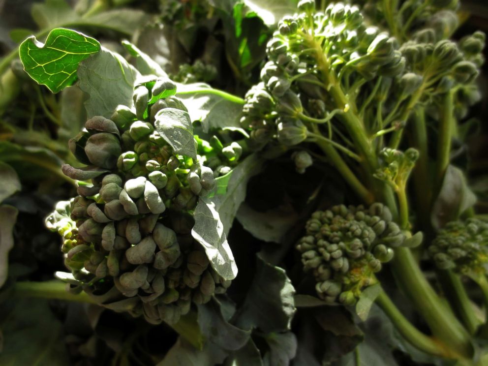 PHOTO: Fiddleheads, an in season vegetable to look out for at the markets this spring, is photographed here at New York City's Union Square Greenmarket farmer's market. 