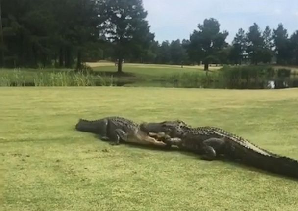 Video 2 large alligators fight on golf course - ABC News