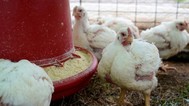 Minors again found working at Alabama poultry plant where 16-year-old died, DOL says - Vimarsana News