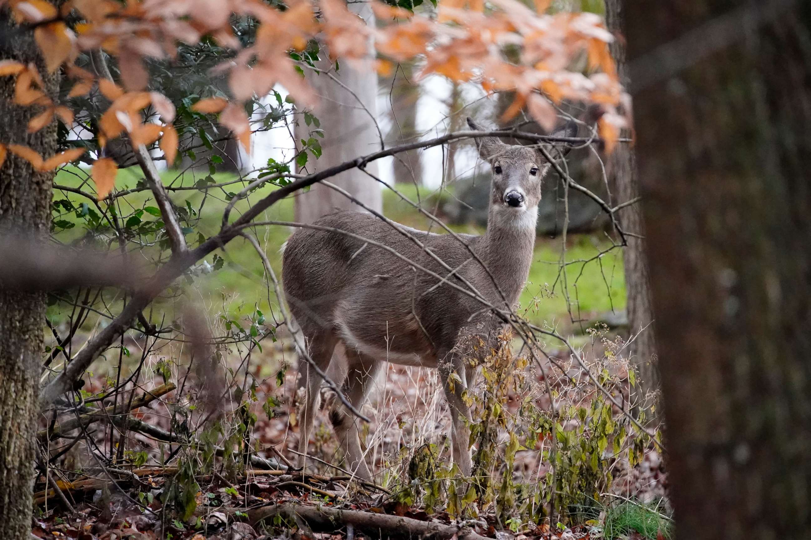 PHOTO: This file picture show a deer peering through the woods, Monday, Nov. 23, 2020, in Marple Township, Pennsylvania.