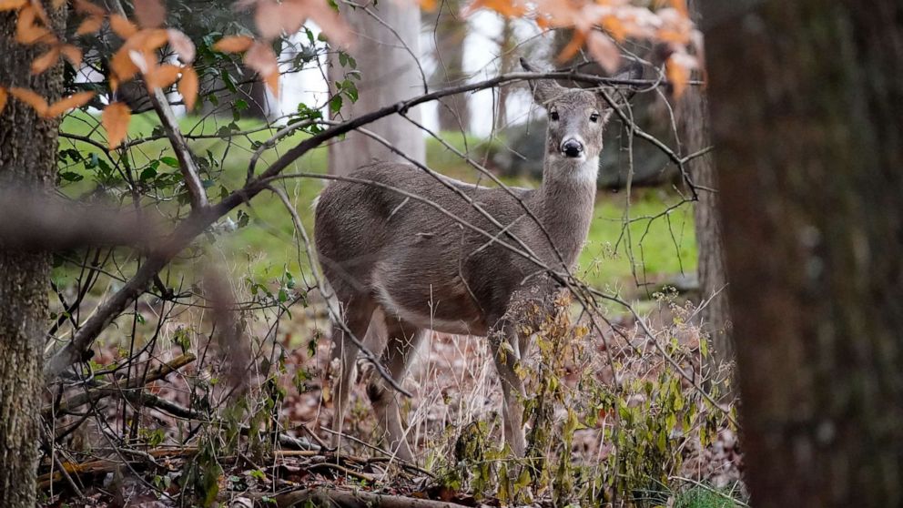 PHOTO: This file picture show a deer peering through the woods, Monday, Nov. 23, 2020, in Marple Township, Pennsylvania.