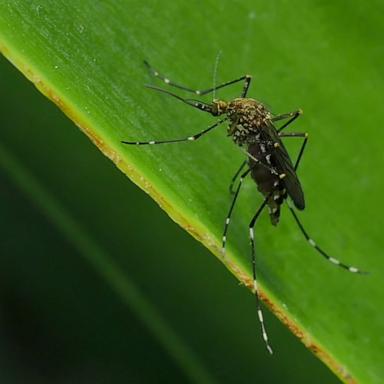 The best way to protect yourself is using insect repellant, wearing long-sleeved shirts and pants, according to the CDC.