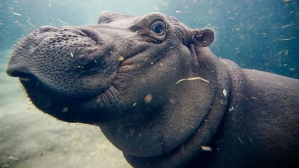 Meet Fiona the hippo, whose journey to health has made her a social ...