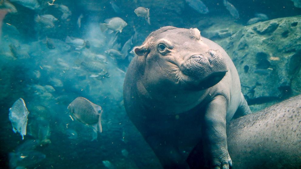 Fiona The Hippo Isn T Feeling Glum About Holiday Weight Gain As She Hits 1 000 Pound Mark Abc News