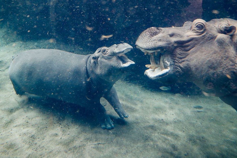 PHOTO: Fiona, a Nile hippopotamus, center, plays with her mother Bibi, in their enclosure at the Cincinnati Zoo & Botanical Garden, Nov. 2, 2017, in Cincinnati. 