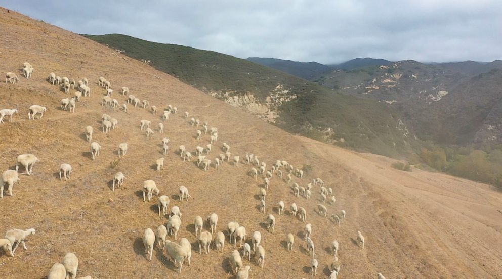 PHOTO: Hundreds of sheep from Cuyama Lamb graze along the hillside in Southern California.